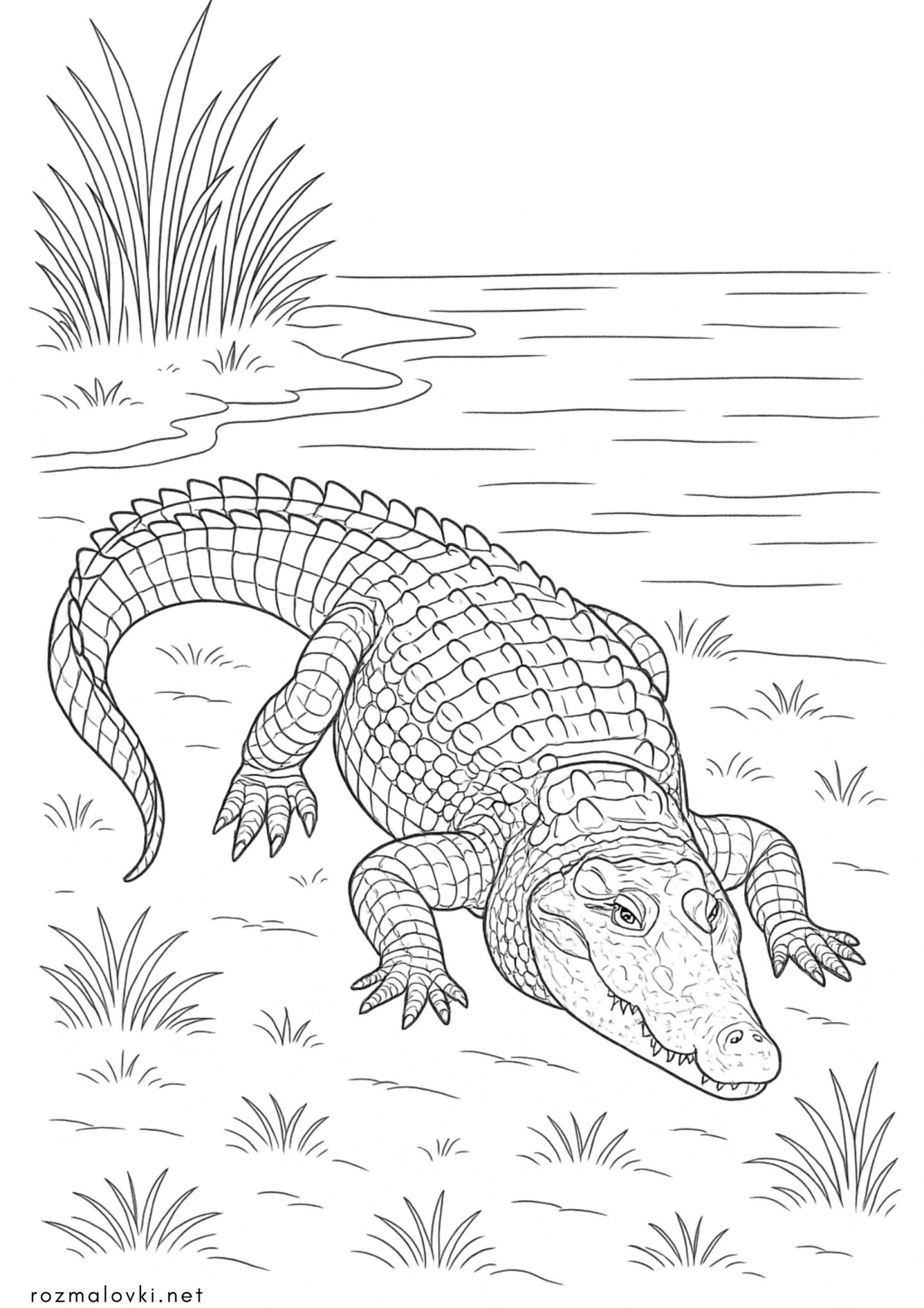 Раскраска Крокодил біля річки