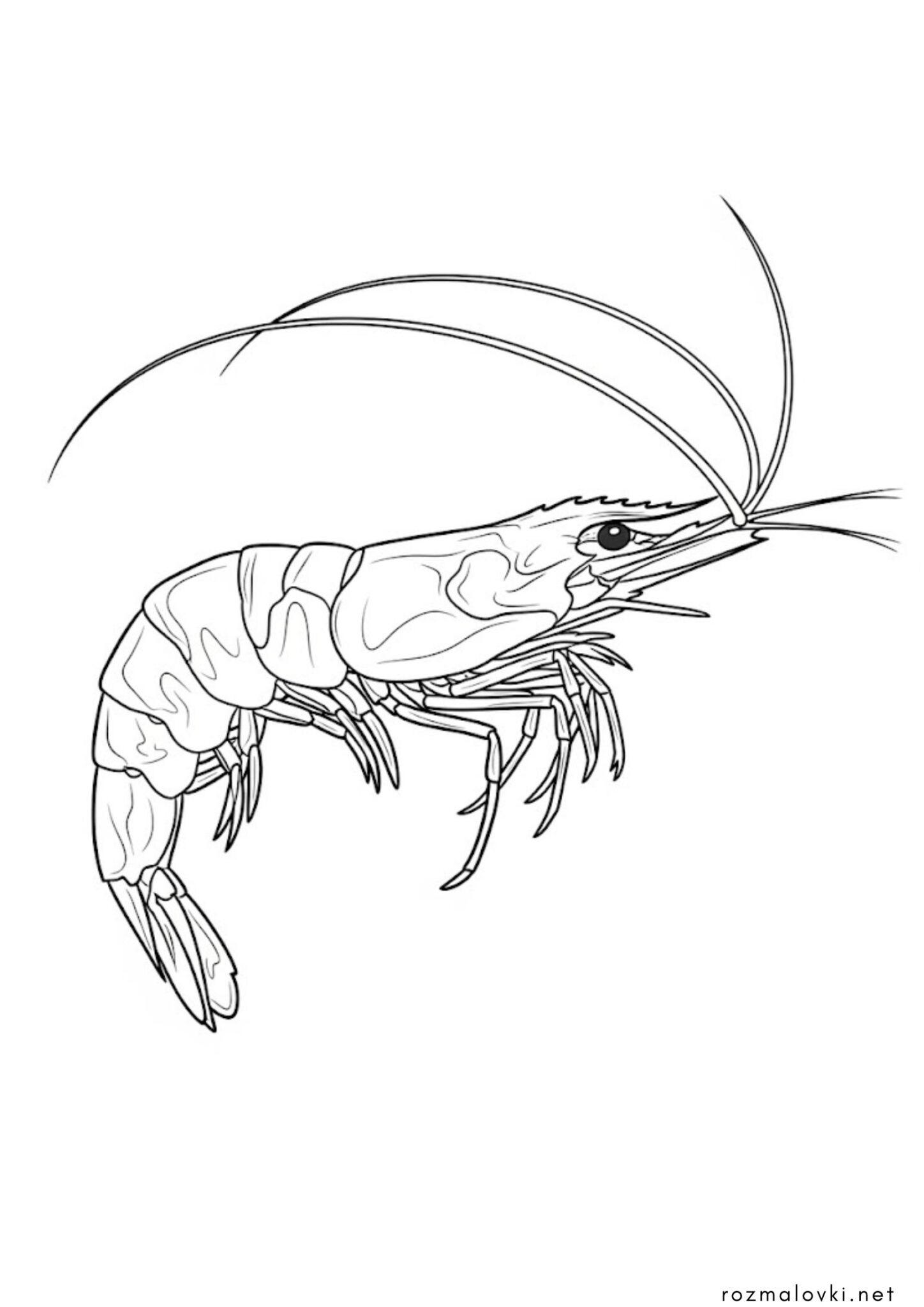 Раскраска Креветка
