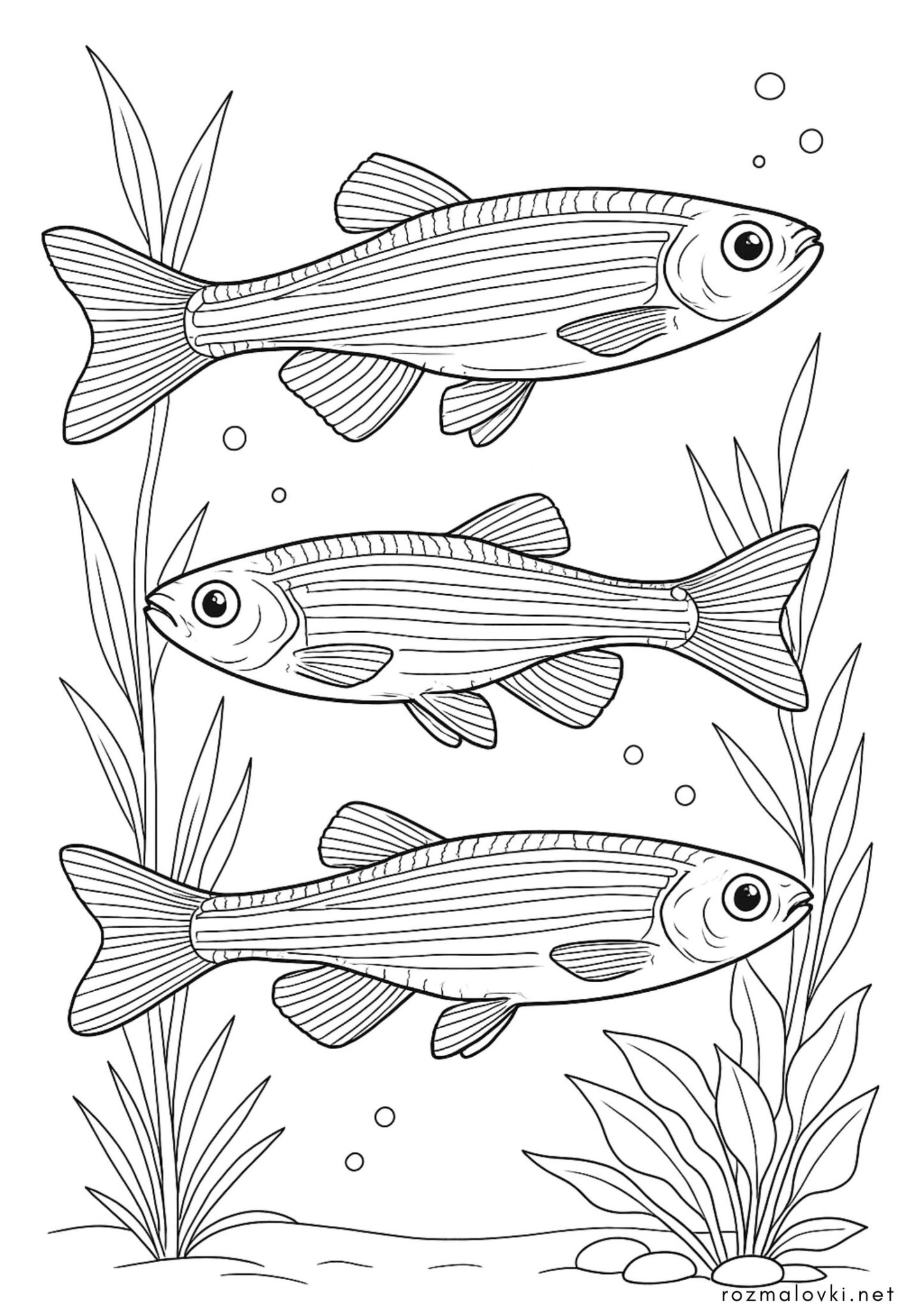 Раскраска Три рибки Даніо-Реріо