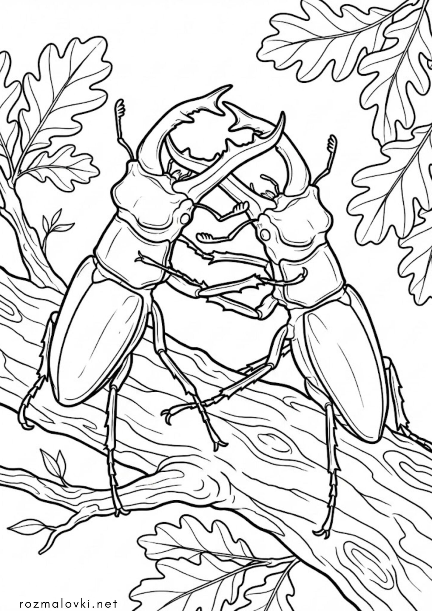 Раскраска Битва жуків-оленів