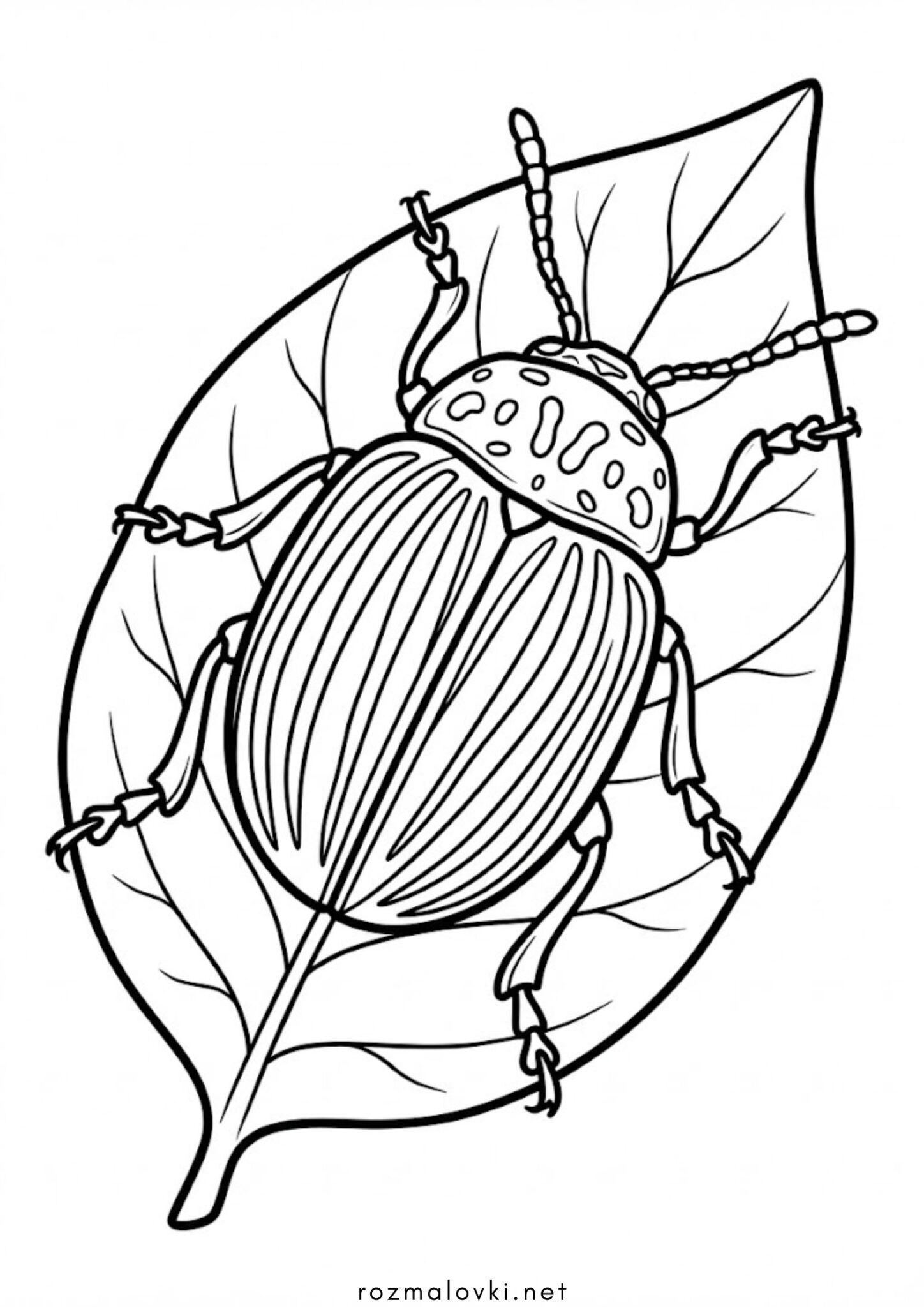 Раскраска Колорадський жук