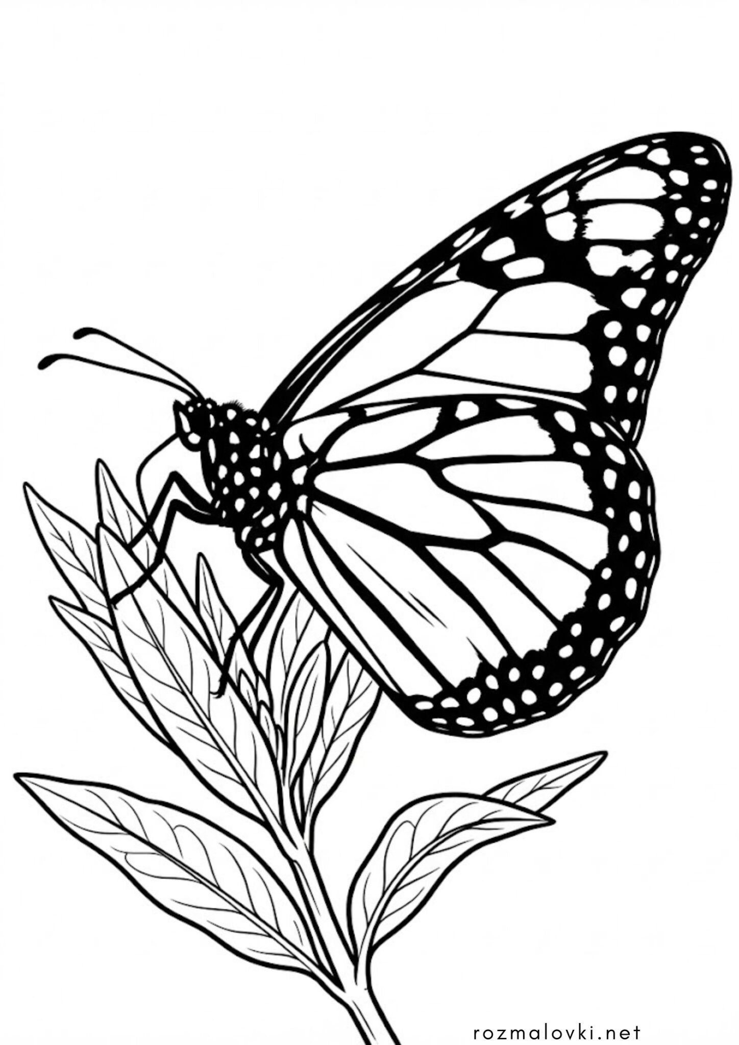 Раскраска Метелик Монарх