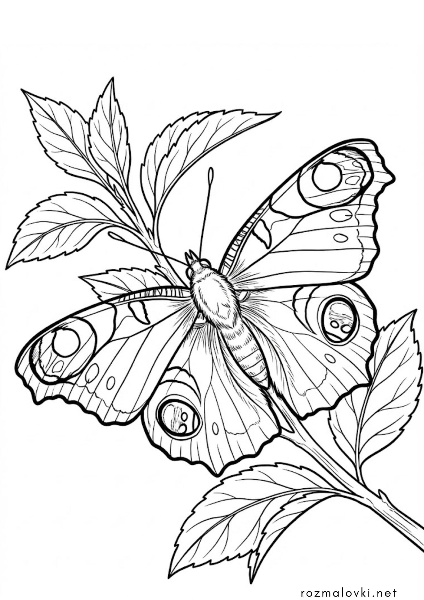 Раскраска Метелик Павичеве око