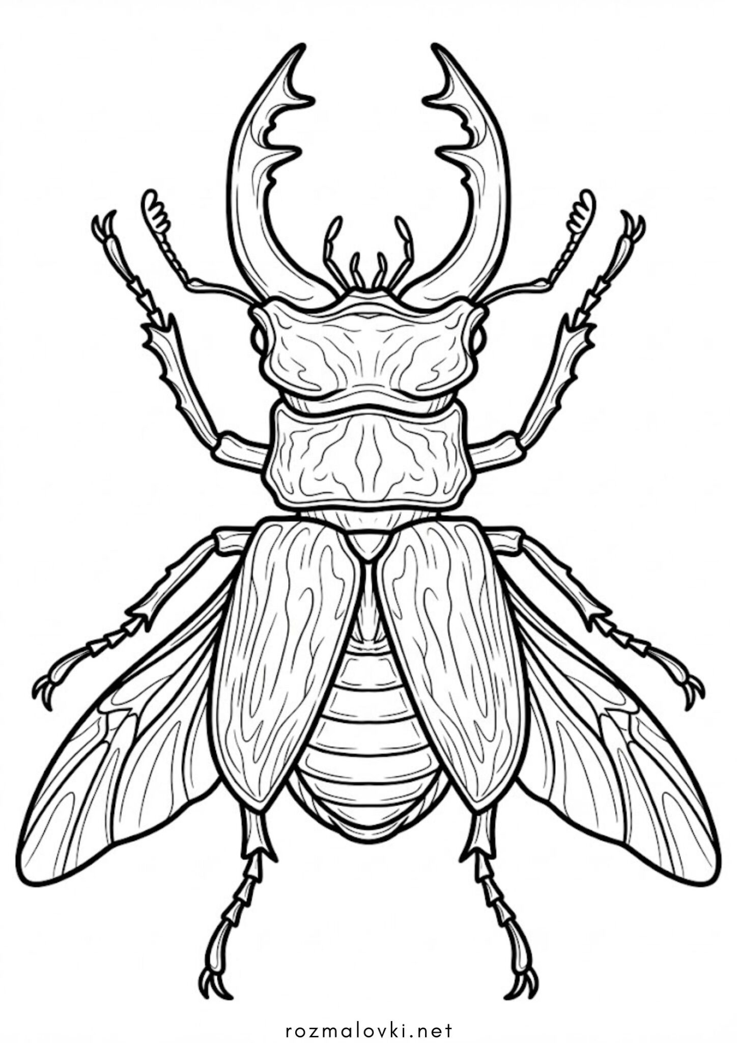 Раскраска Жук олень