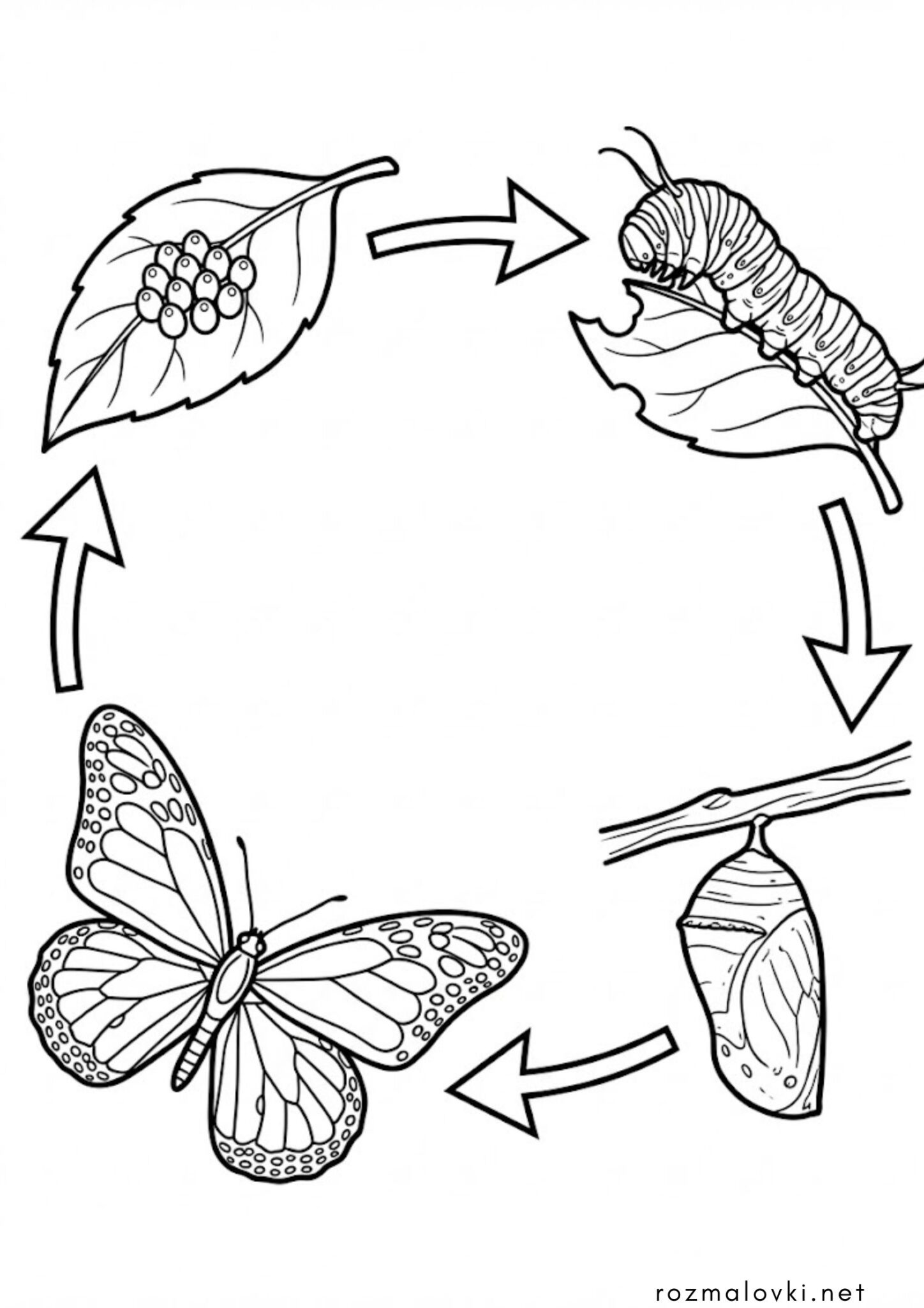 Раскраска Життєвий цикл метелика