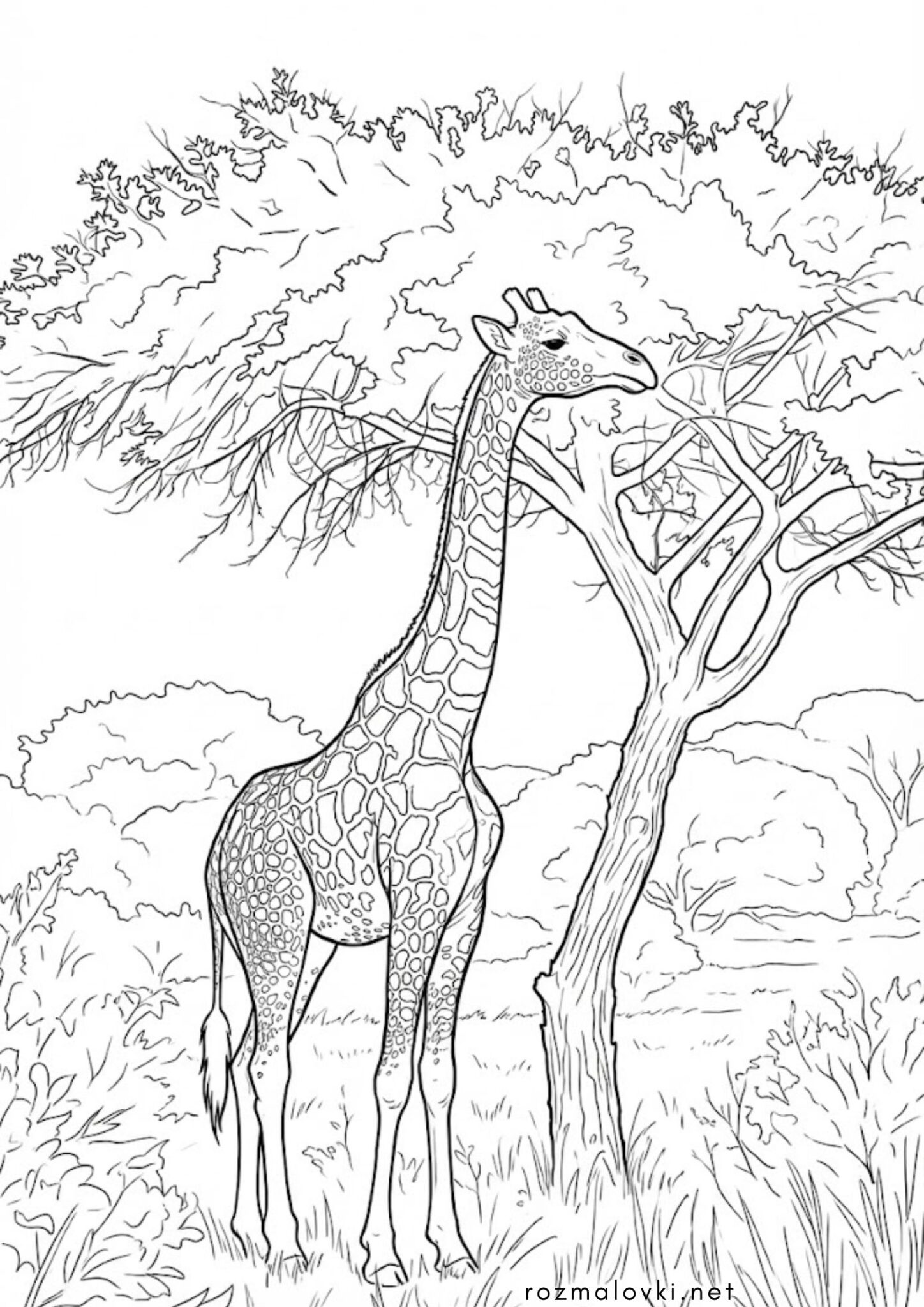 Раскраска Реалістичний жираф у Савані