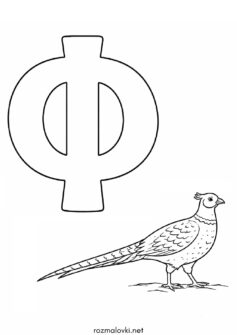 Літера Ф (буква) – Фазан