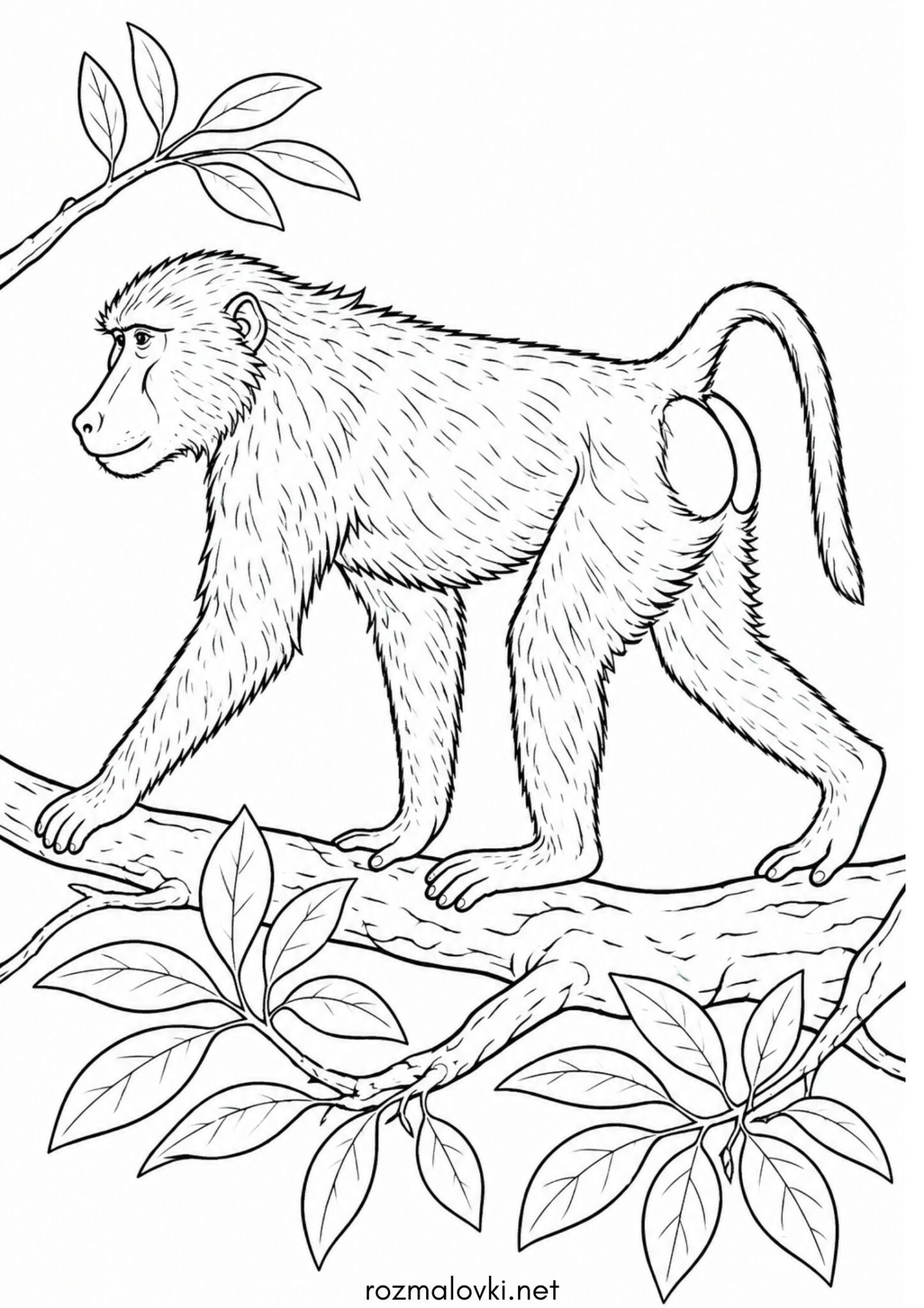 Раскраска Мавпа Бабуїн