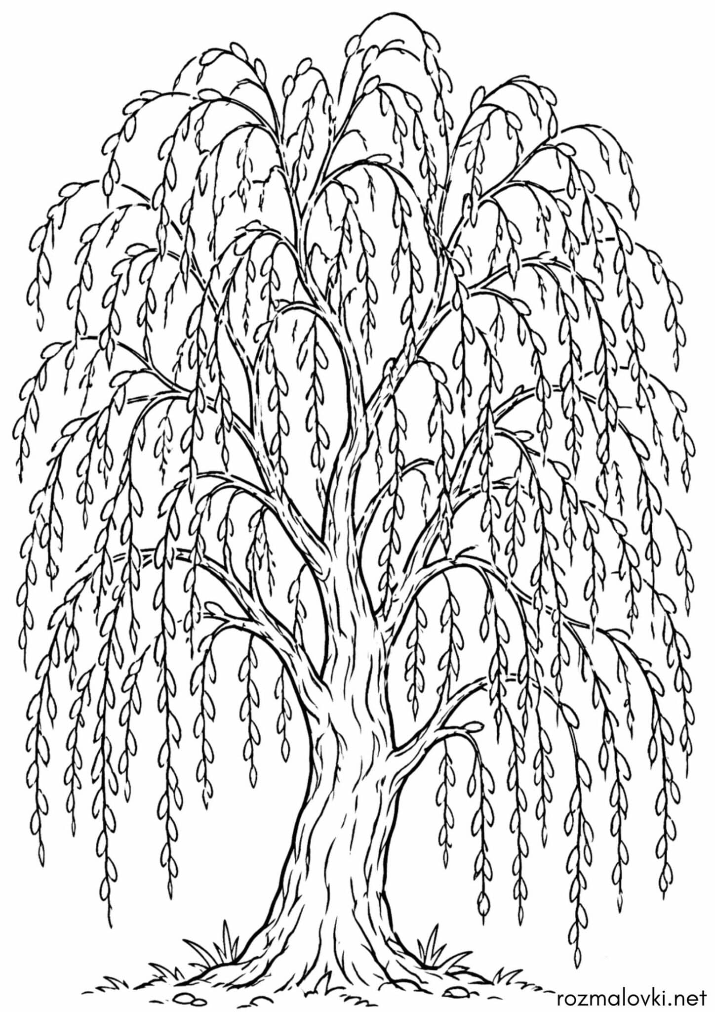 Раскраска Дерево верба