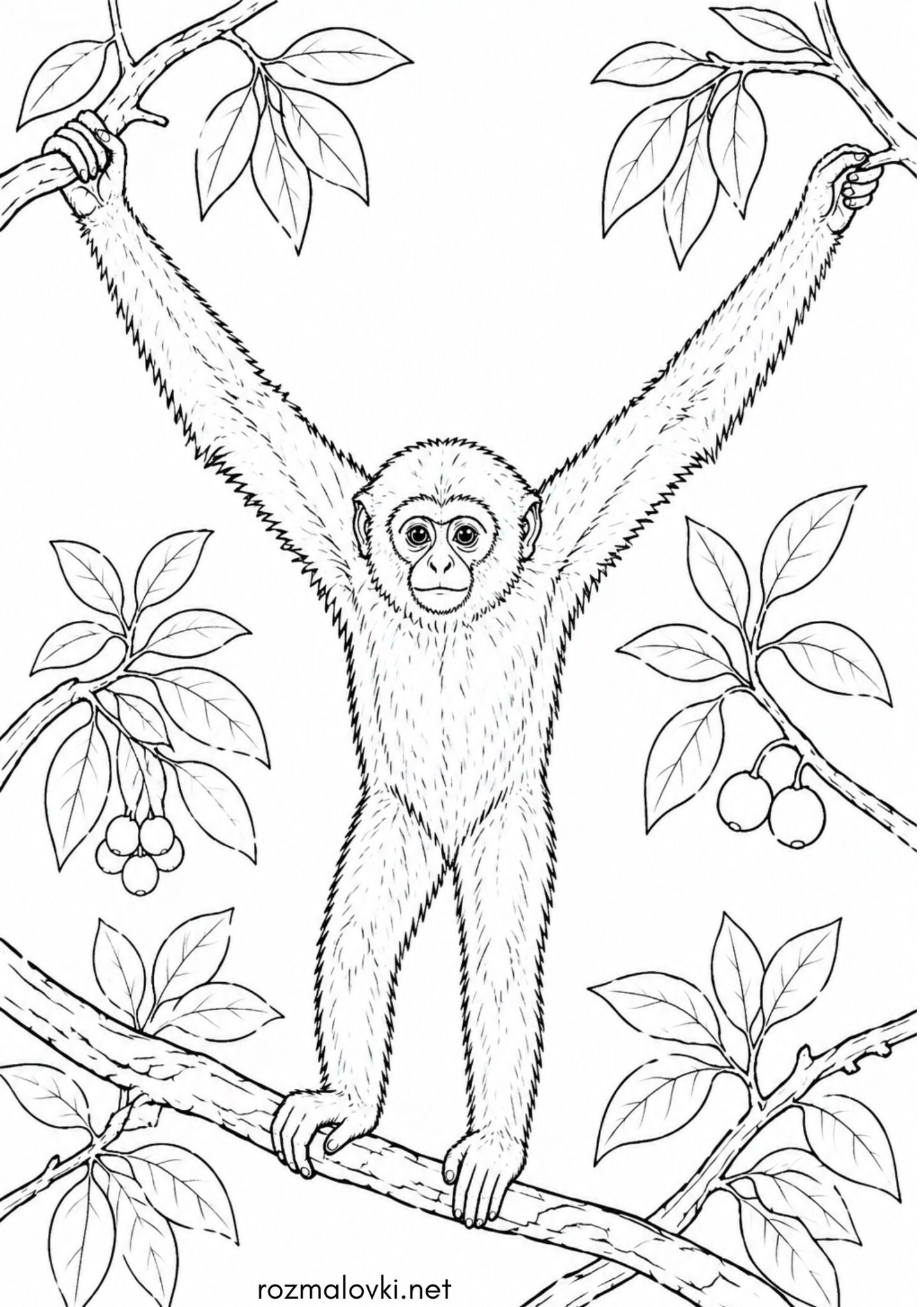 Раскраска Мавпа Гібон