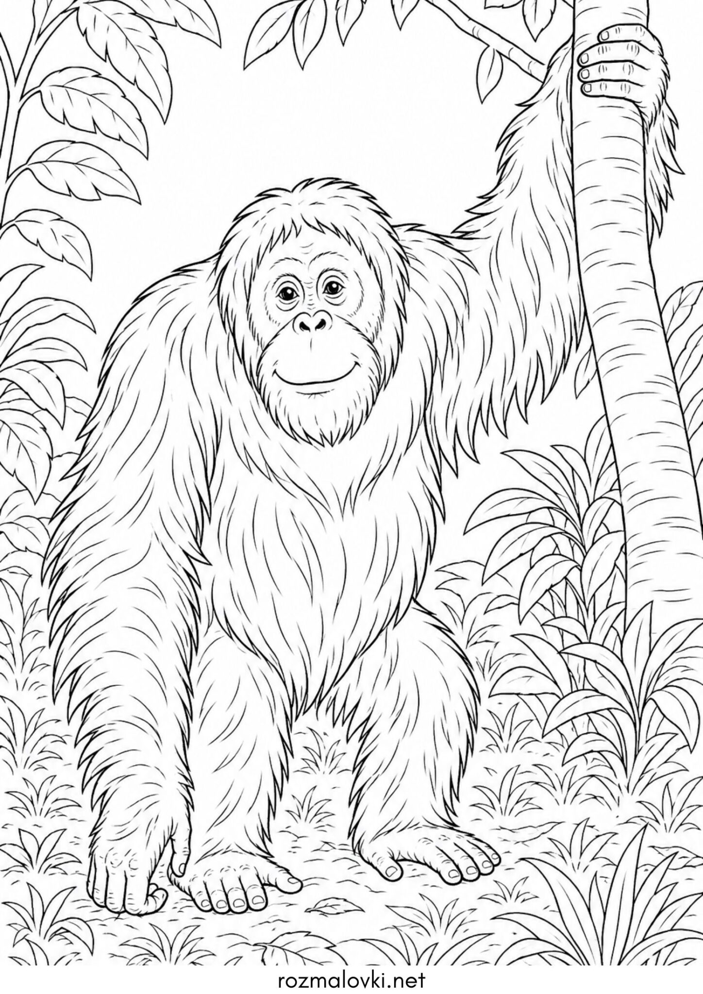 Раскраска Мавпа Орангутан