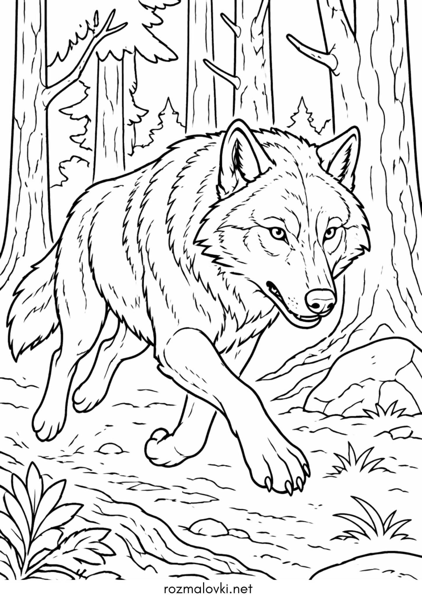 Раскраска Вовк у лісі