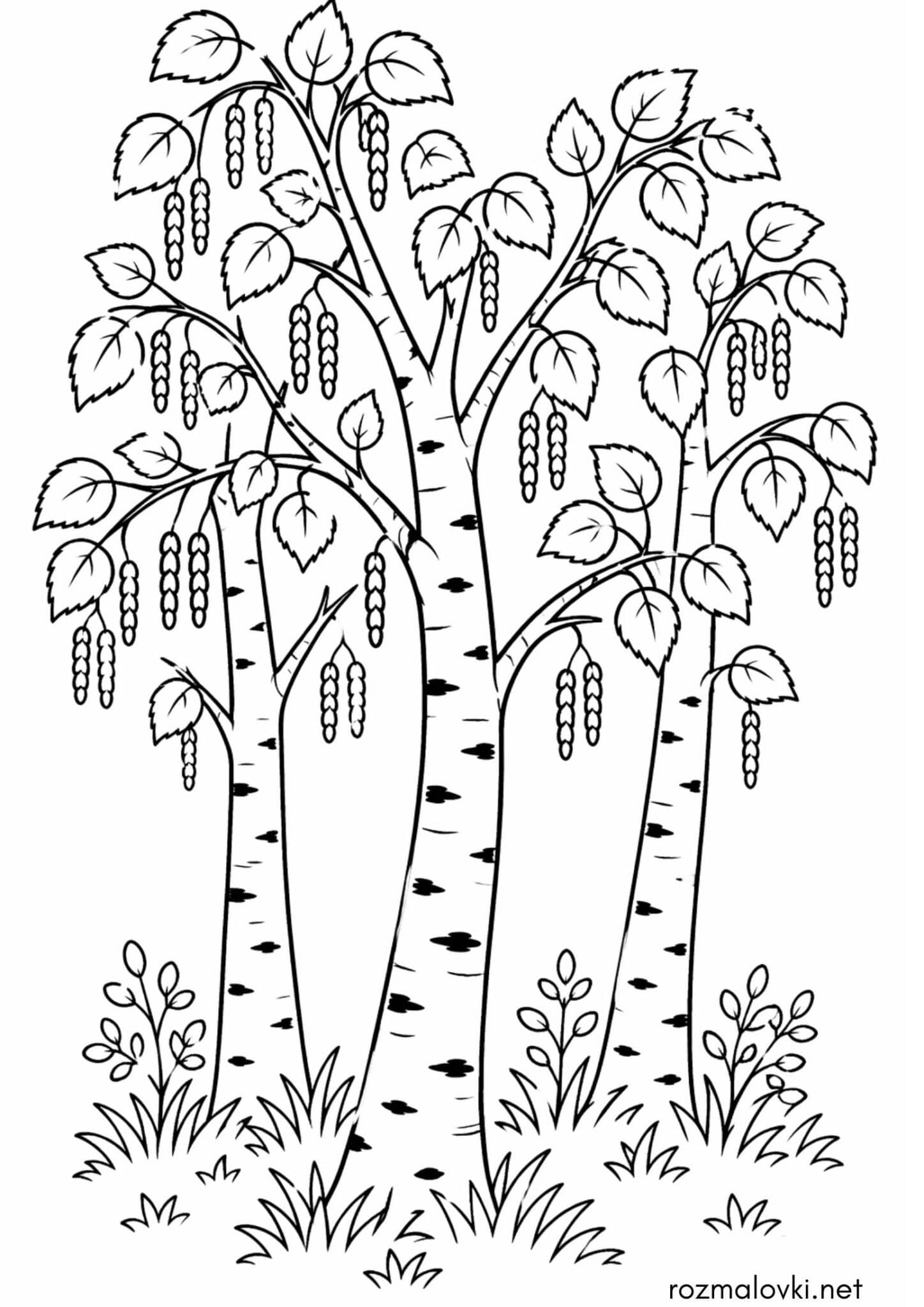 Раскраска Дерева берези