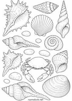 Літо – крабик з мушлями