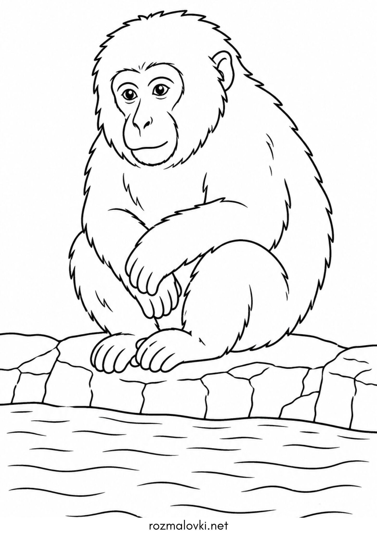 Раскраска Мавпа макака