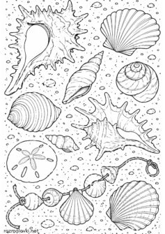 Літо – Мушлі