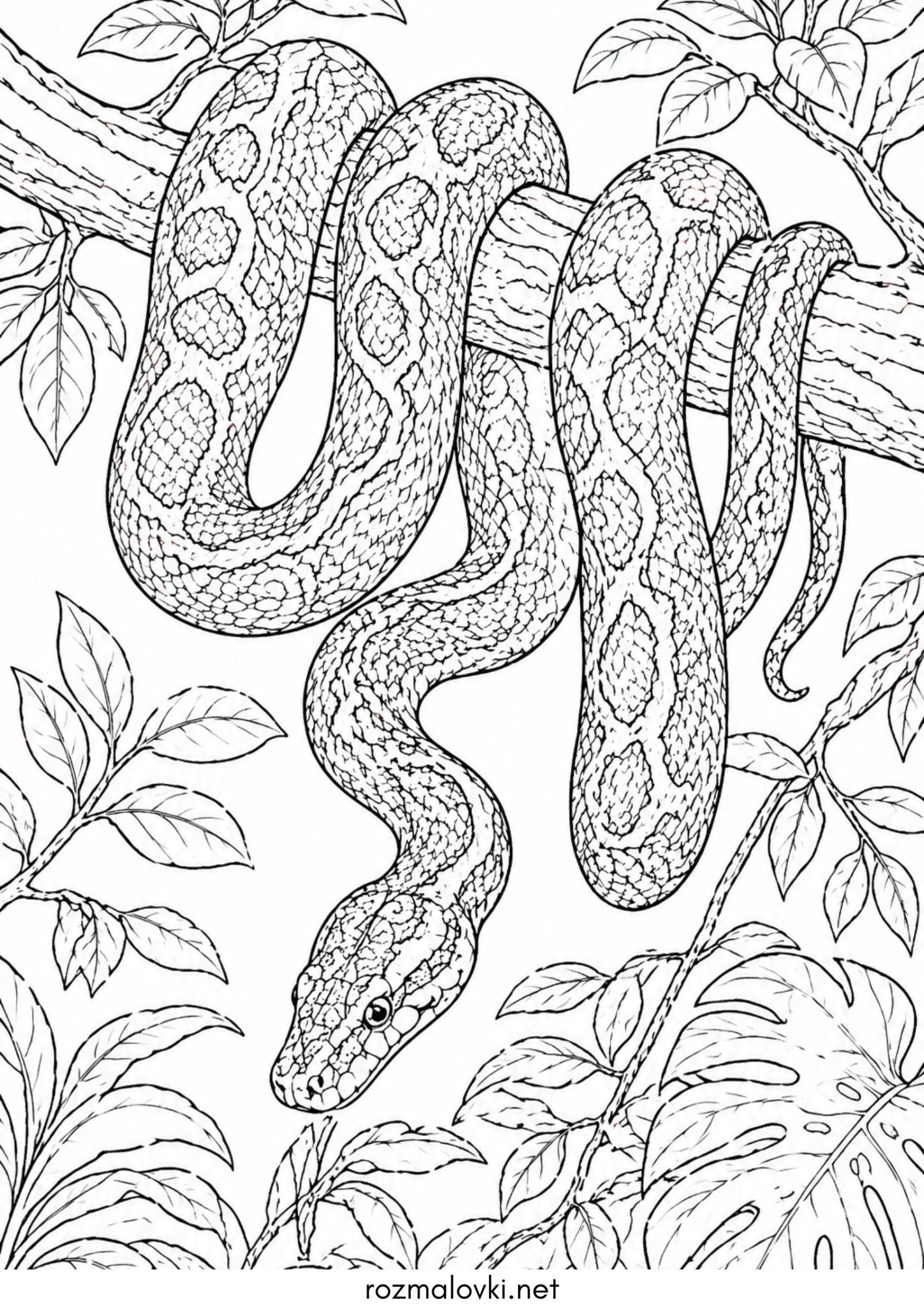 Раскраска Змія пітон